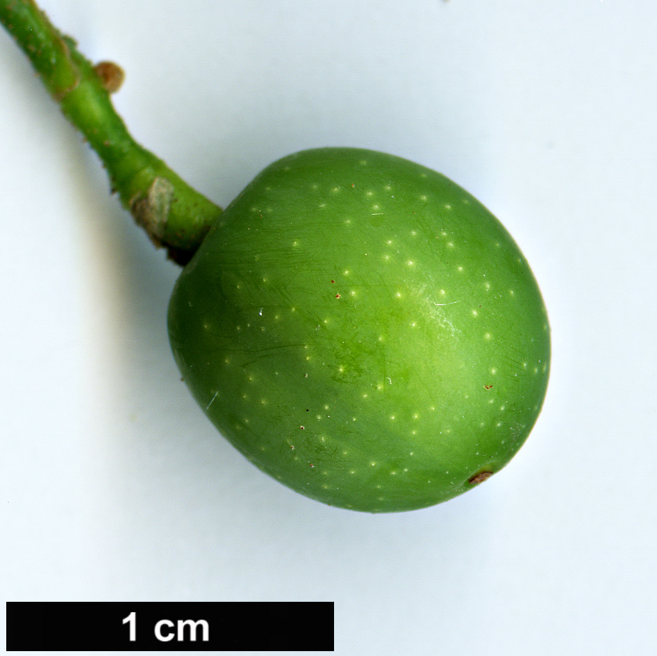 High resolution image: Family: Meliaceae - Genus: Melia - Taxon: azedarach